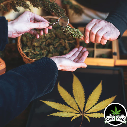 Cannabis Social Club (CSC) Mitgliedschaften