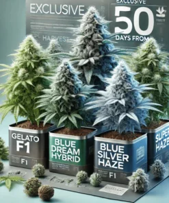 4 Sorten zum Preis von