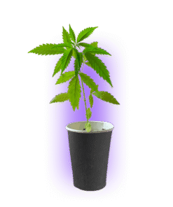 Premium Cannabis Stecklinge Gelato #45